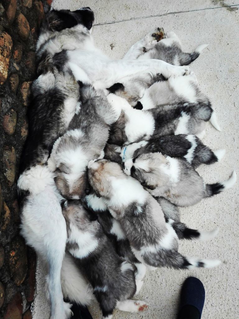 Chiot Mâtin des Pyrenees Au Domaine De Peychec